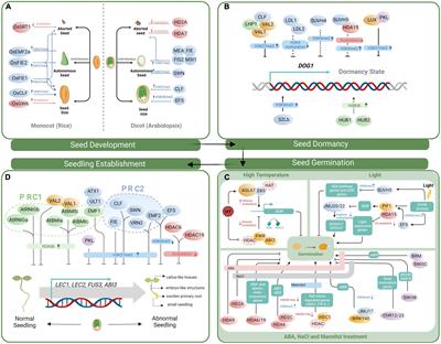 Histone Modification and Chromatin Remodeling During the Seed Life Cycle
